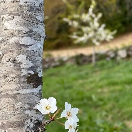Σπίτι διακοπών A Casa Do Portal, Tu En Campo Lameiro, Cerca De Pontevedra Campo Lameiro